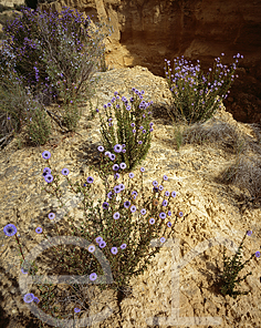 Globularia alypum