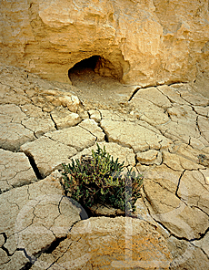 Suaeda Brevifolia accroche  la paroi d'un ravin effondr