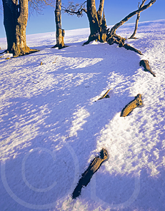 Old branch swimming in the snow