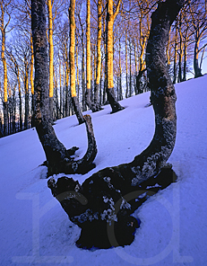 Last rays of light on the Hayra forest