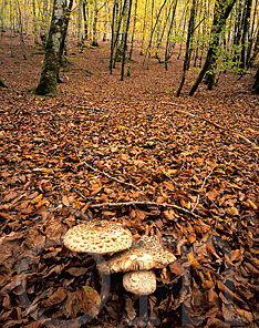 Lpiotes sur un lit de feuilles mortes