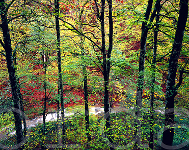 Small stream running along the Hayra forest