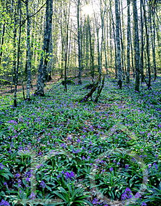 Flancs de valle recouverts de fleurs