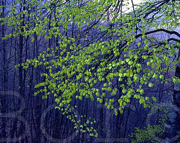 Rideau de feuilles