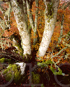 Lichen and beech trees, Urbasa