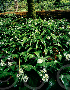 Flowers by the Bidouze springs