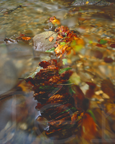 Barrage de feuilles mortes