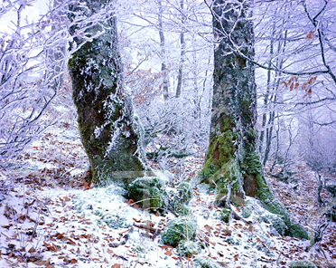 Brothers in the frost