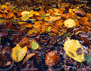 Mlange de feuilles mortes sur les berges d'un ruisseau