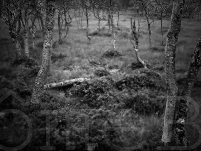 Bouleaux torturs  la limite de la toundra