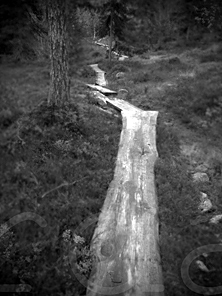 Sendero en la selva de Gutulia