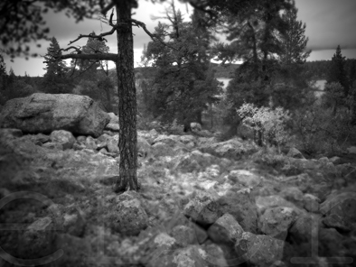 Pino y rocas, selva de Skoghaugen