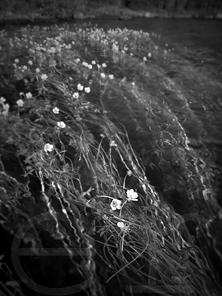 Water lilies, river Trysil