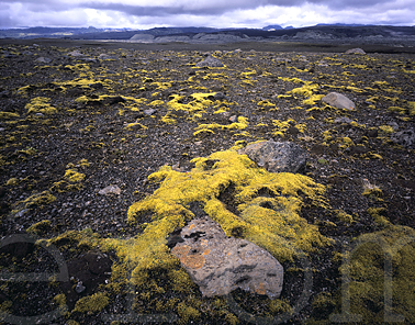 Icelandic terrain, Mrtungusker