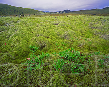 Dwarf willow on a moss-covered lava field