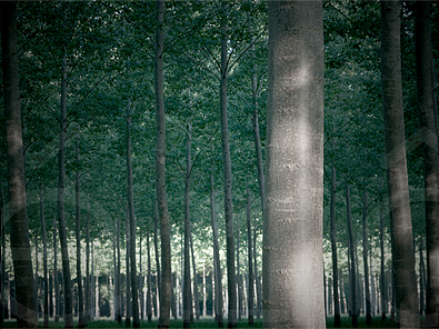 Poplars #4