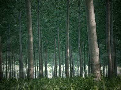 Poplars #6