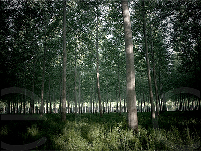 Poplars #7