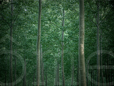 Poplars #8