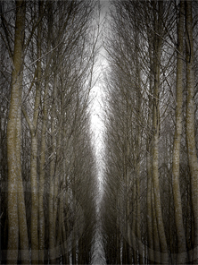 Poplars #37