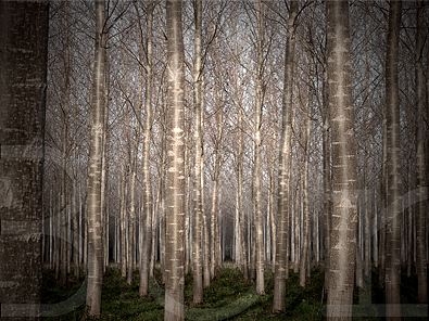 Poplars #39