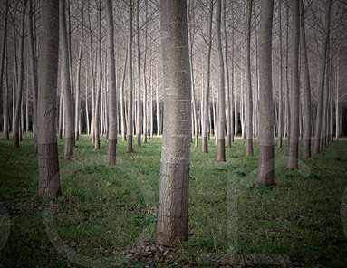 Poplars #41