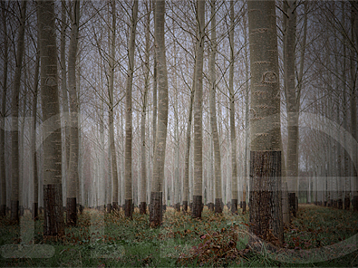 Poplars #44