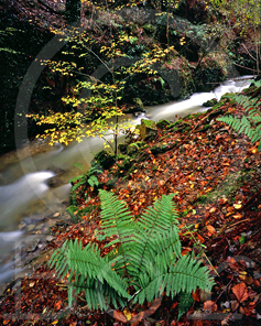 Young beech tree by the water