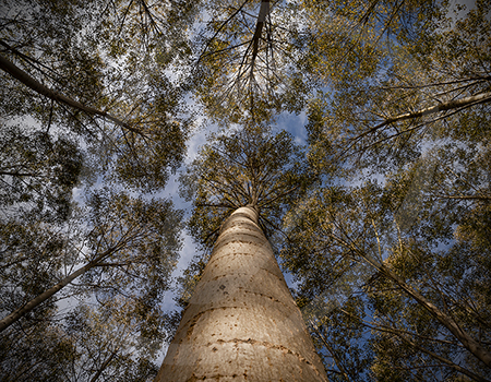 Poplars #12