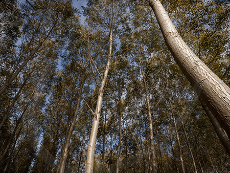 Poplars #9