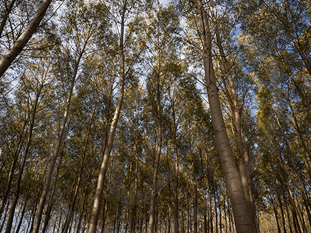 Poplars #13