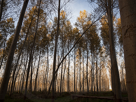 Poplars #15