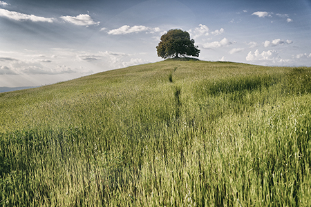 Albero