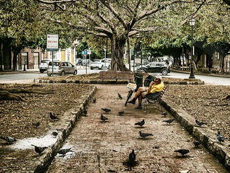 Ficus, hombre y palomas